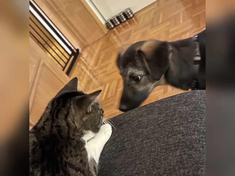 Luna ein tolles Hundekind