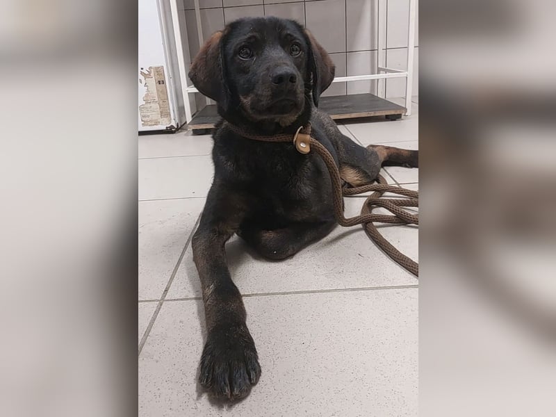 Pax ein Herzenshund
