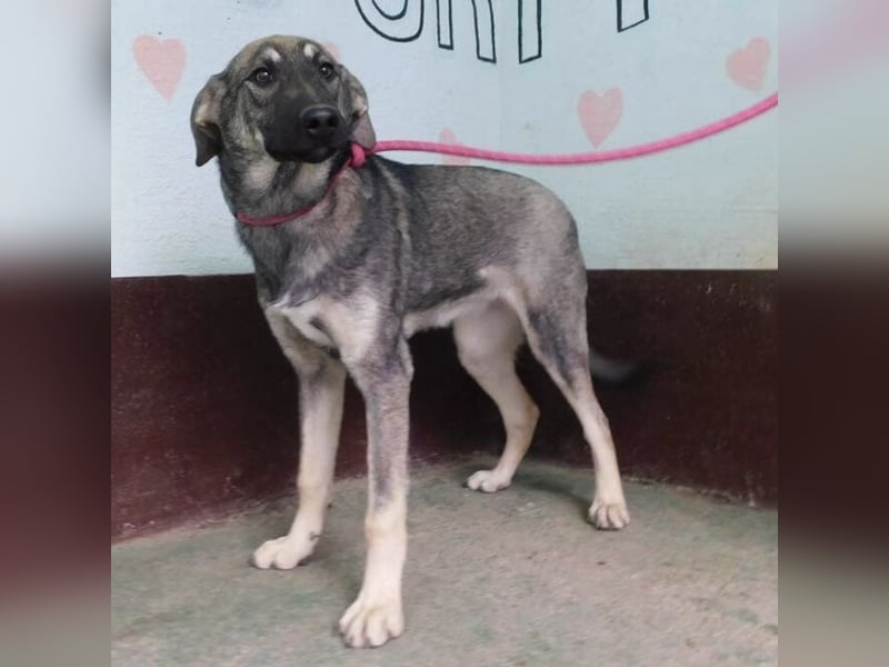 Hündin wartet sehnsüchtig auf ein Zuhause