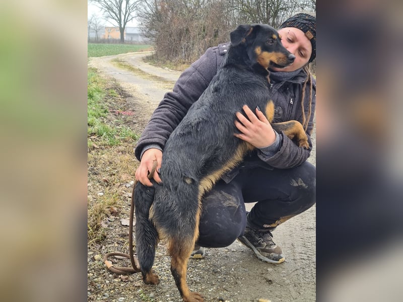 Kendo ein lieber braver Schatz