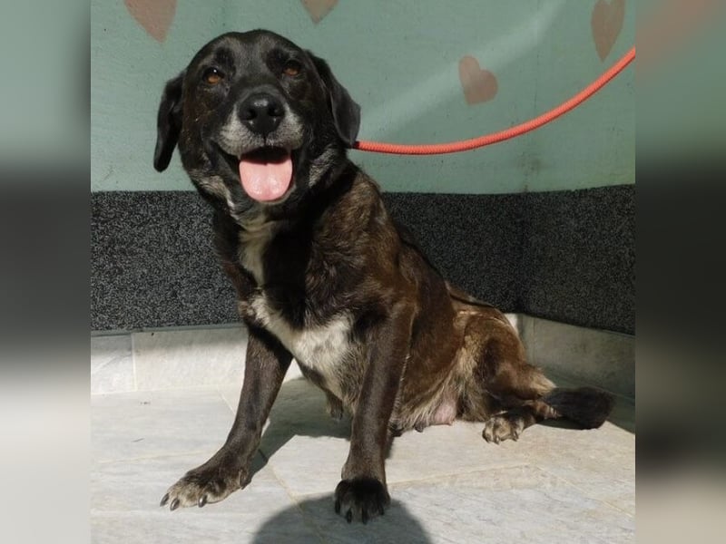 Erwachsene Hündin wartet hoffnungslos in Tierheim