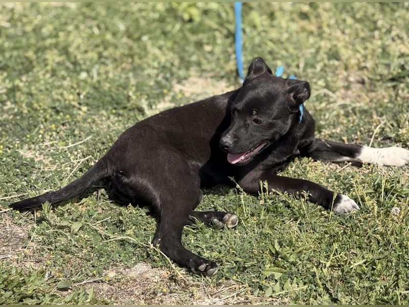 Jenny möchte nicht im Tierheim aufwachsen