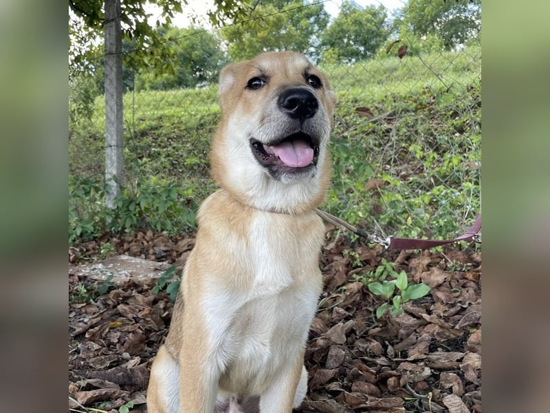 Paco ein Traumhund