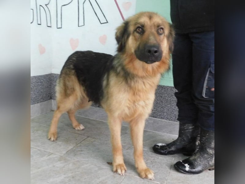 Erwachsene Hündin wartet hoffnungslos in Tierheim