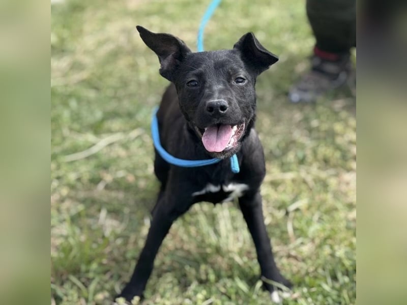 Senna mag nicht im Tierheim alt werden