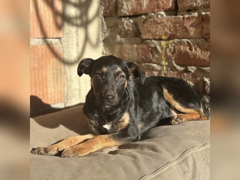 Lunai ein absoluter Familien-Welpe