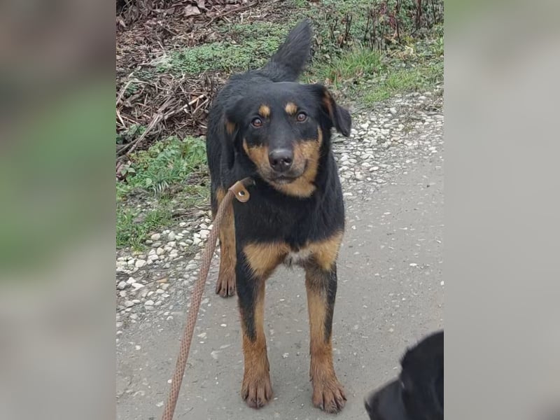 Kendo ein lieber braver Schatz