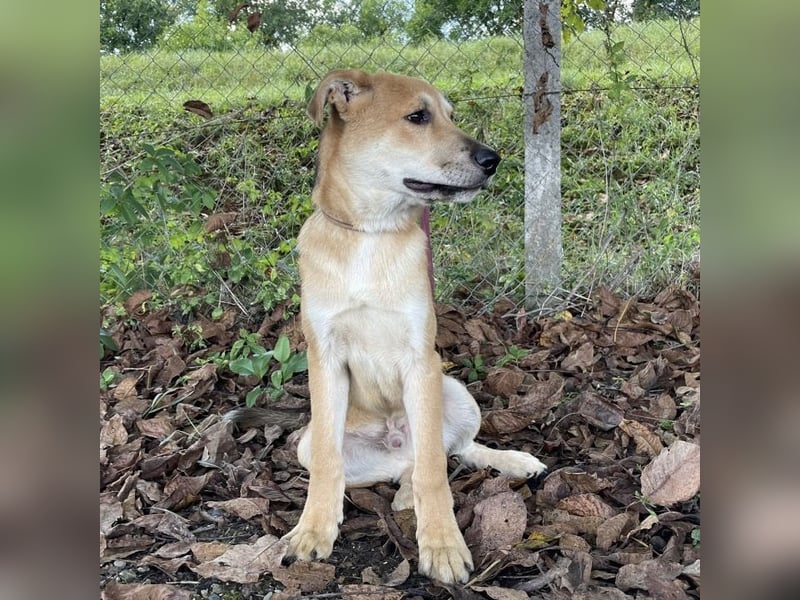Paco ein Traumhund