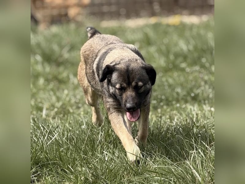 Aja eine freundliche Hündin