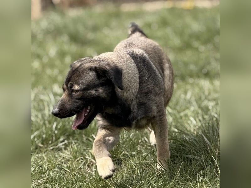 Aja eine freundliche Hündin