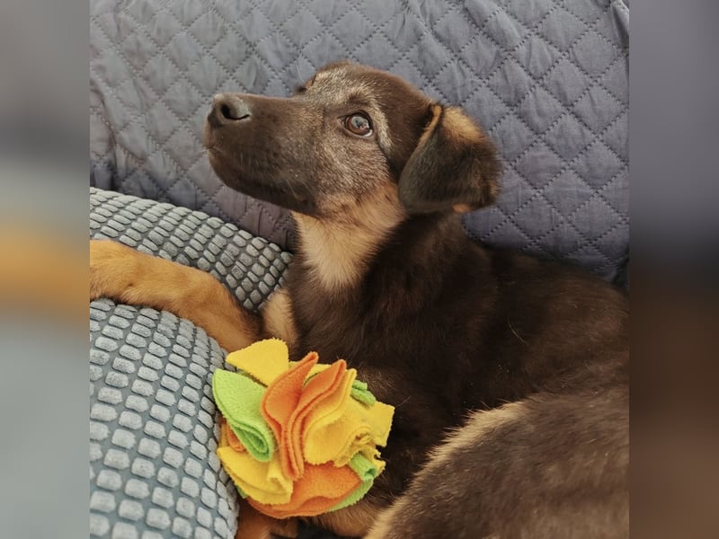 Luna ein tolles Hundekind