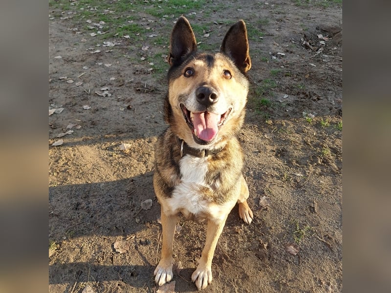 Artur sucht ein schönes Zuhause