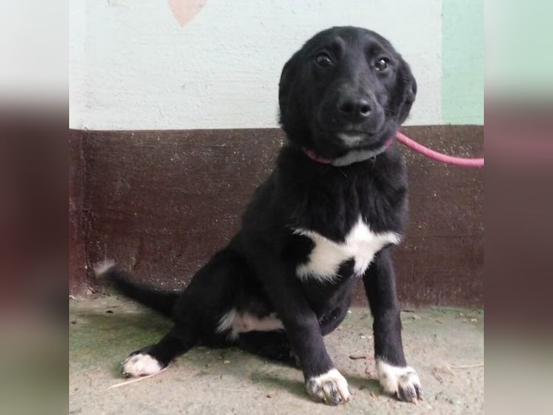 Hündin wartet sehnsüchtig auf ein Zuhause