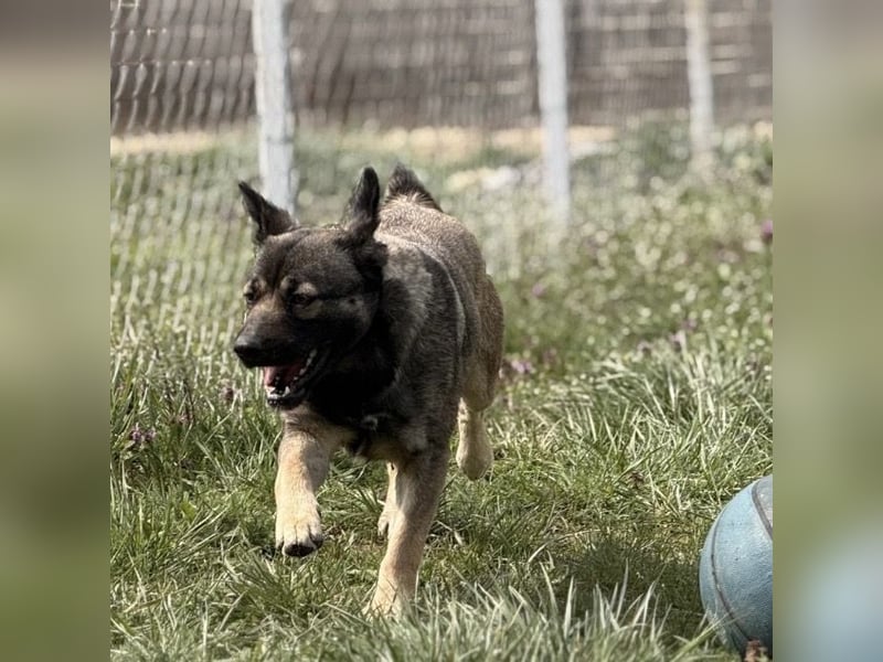 Aja eine freundliche Hündin