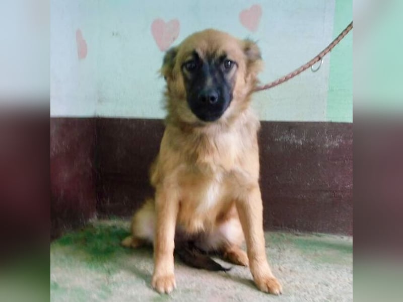 Hündin wartet sehnsüchtig auf ein Zuhause