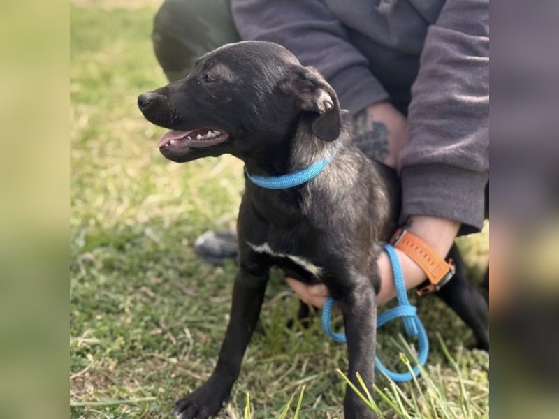 Senna mag nicht im Tierheim alt werden