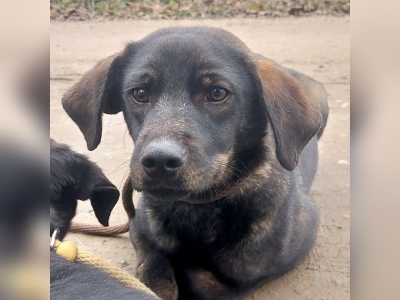 Pax ein Herzenshund