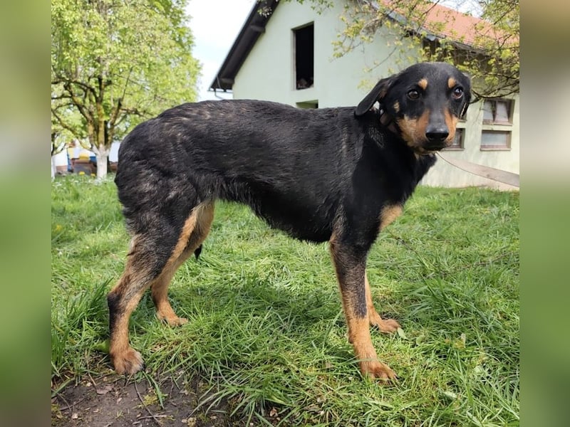 Eletta ein sanfter Engel