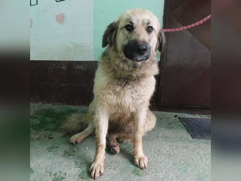 Hündin wartet sehnsüchtig auf ein Zuhause