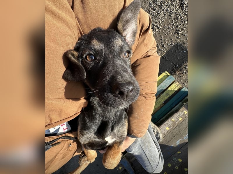 Lunai ein absoluter Familien-Welpe