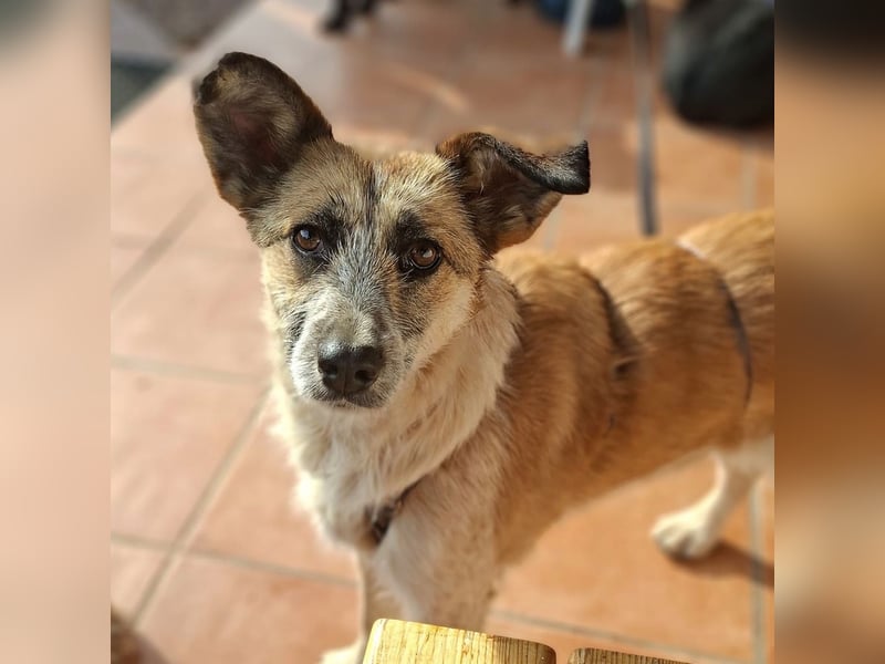 Tina - ein traumhaft lieber Wesen