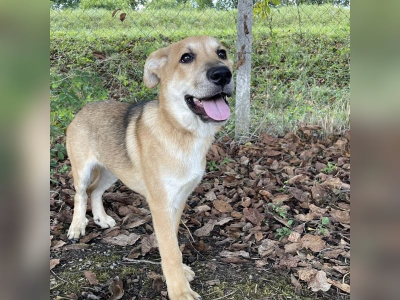 Paco ein Traumhund