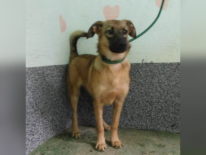 Hündin wartet sehnsüchtig auf ein Zuhause