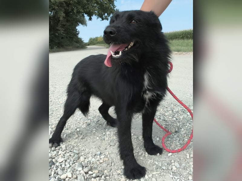 Harley - eine absolut wundervolle