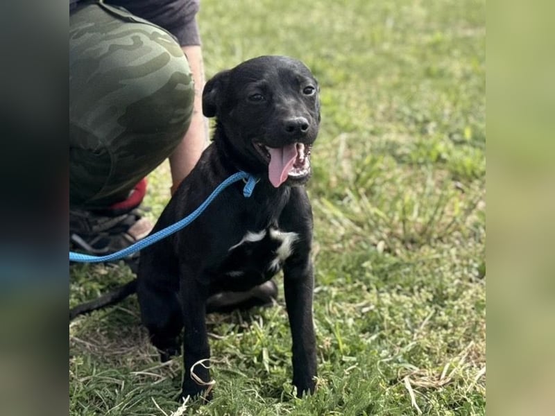 Senna mag nicht im Tierheim alt werden