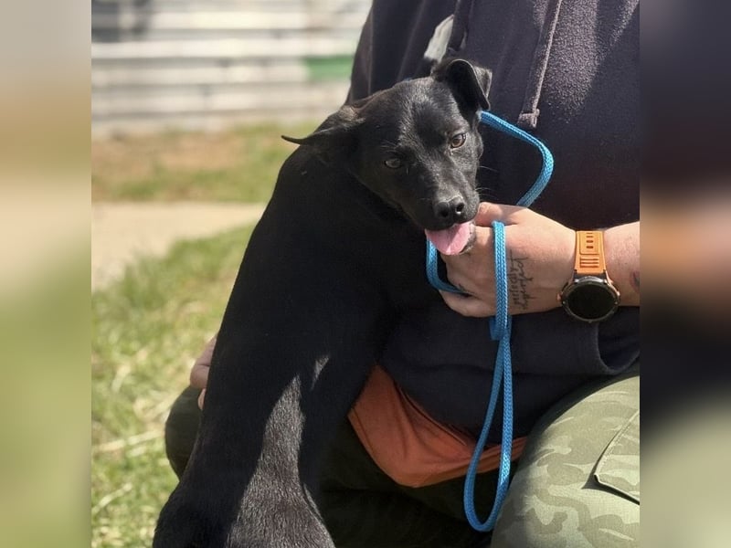 Ada möchte nicht im Tierheim groß werden