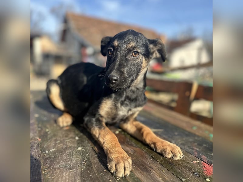 Lunai ein absoluter Familien-Welpe