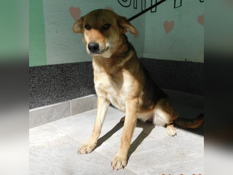 Erwachsene Hündin wartet hoffnungslos in Tierheim