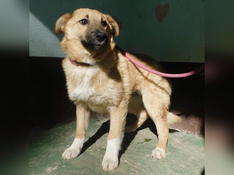 Hündin wartet sehnsüchtig auf ein Zuhause