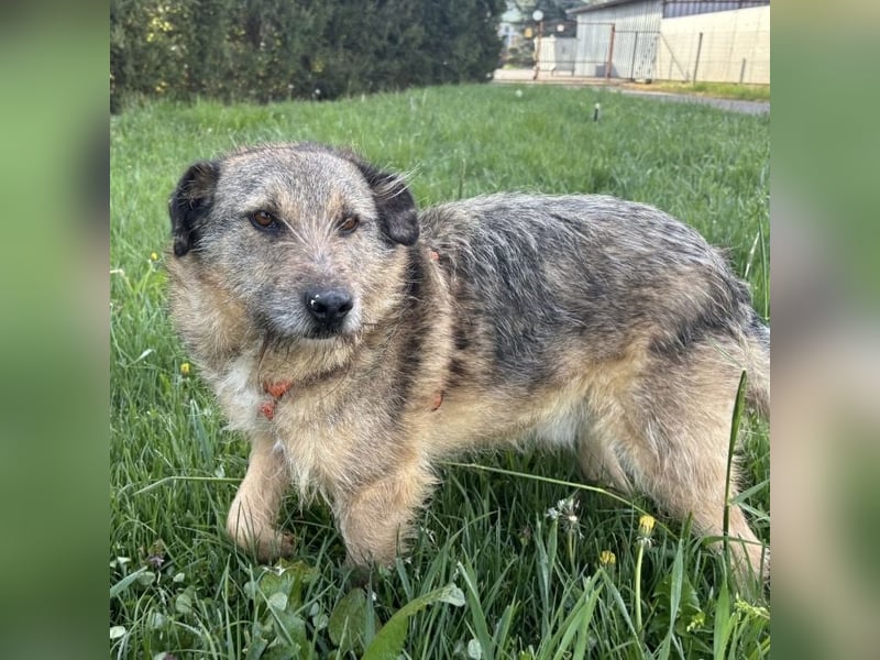 Mars der allerliebste