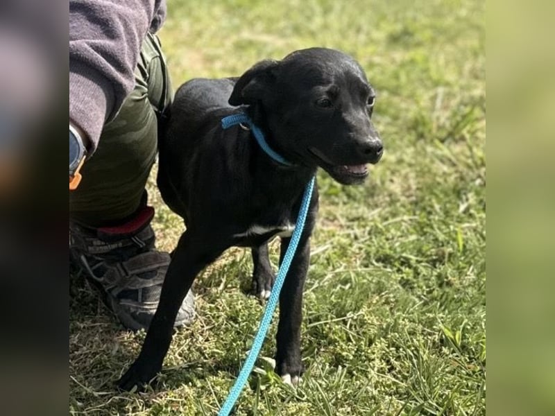 Senna mag nicht im Tierheim alt werden