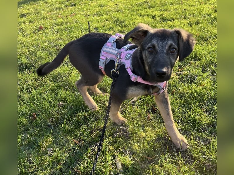 Luna ein tolles Hundekind