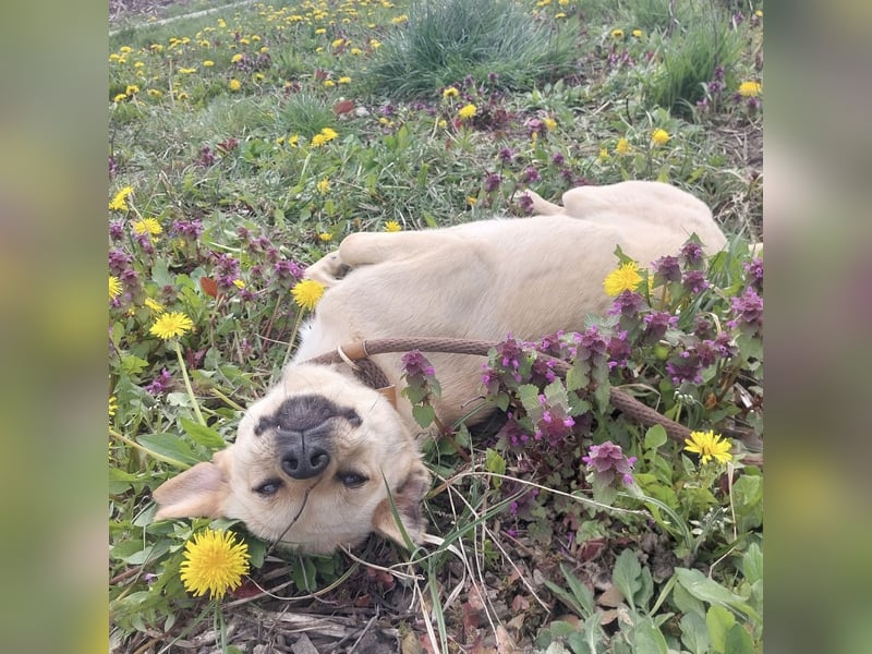 Emilio ein sanfter Engel