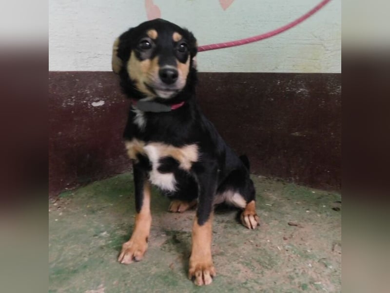 Hündin wartet sehnsüchtig auf ein Zuhause