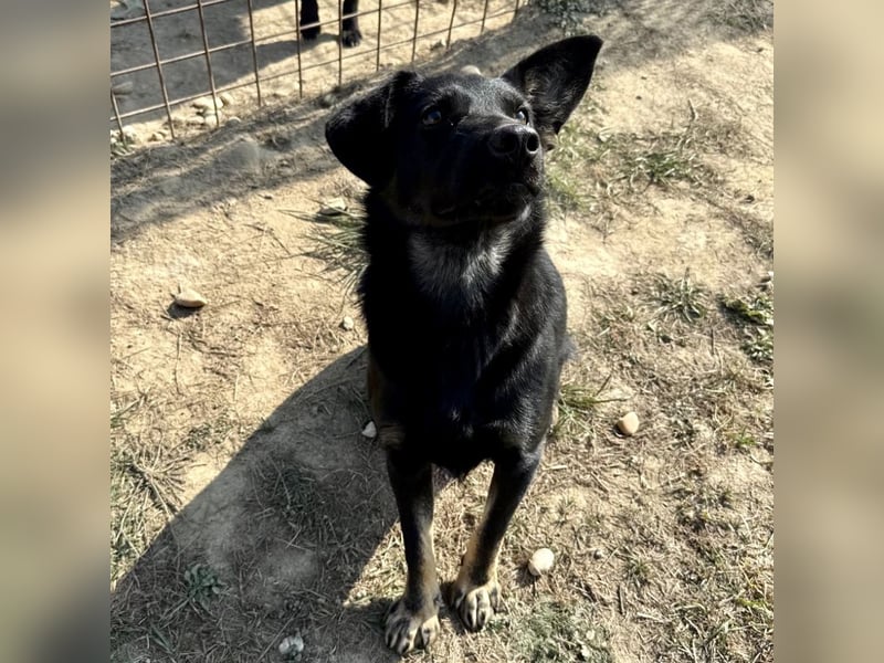 Buds ein besonderer Schatz