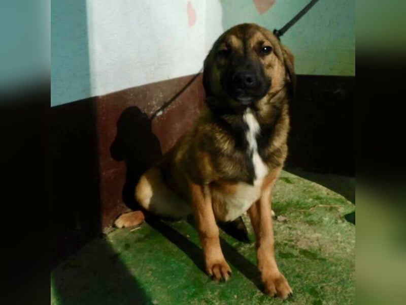 Hündin wartet sehnsüchtig auf ein Zuhause