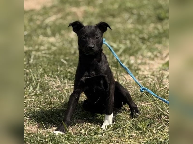 Jenny möchte nicht im Tierheim aufwachsen