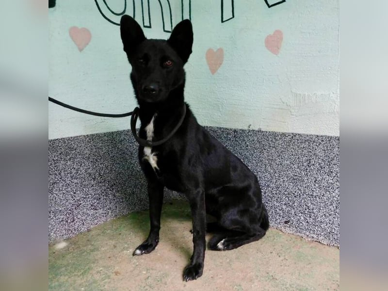 Erwachsene Hündin wartet hoffnungslos in Tierheim