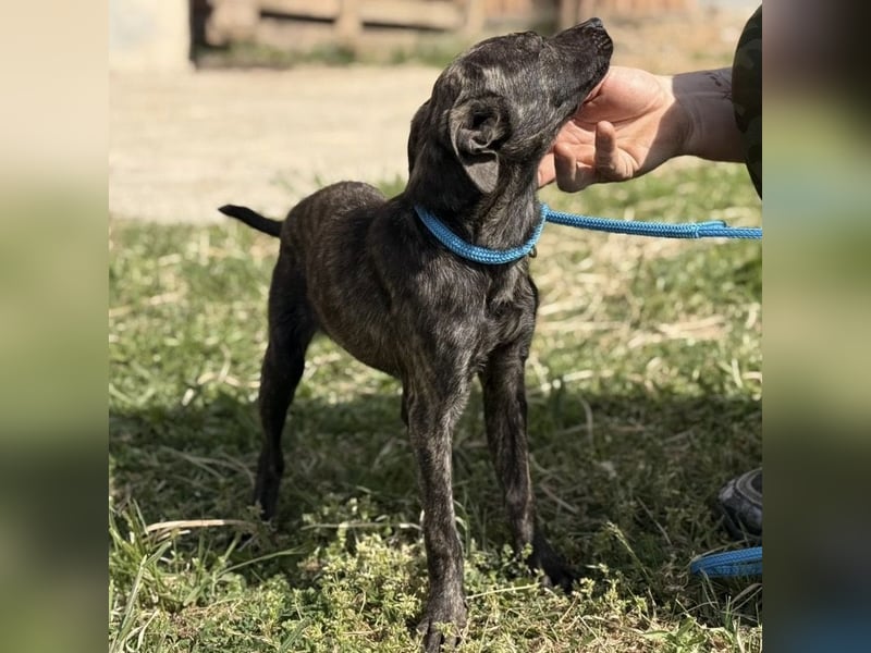 Stuart möchte nicht in Tierheim aufwachsen