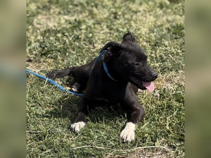 Jenny möchte nicht im Tierheim aufwachsen