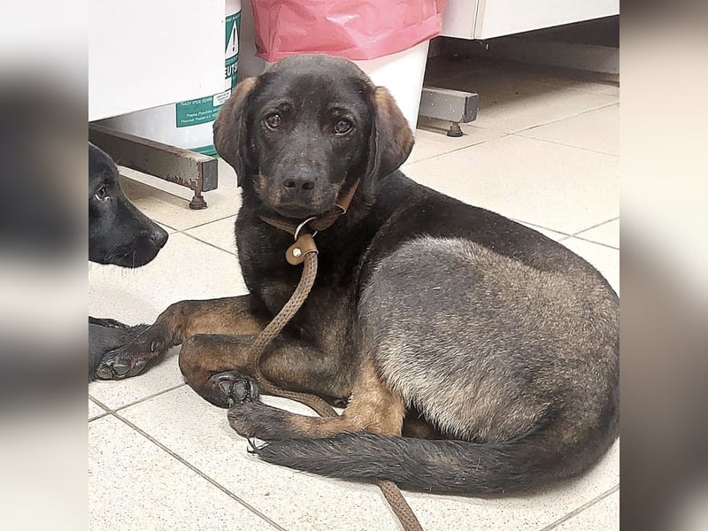 Pax ein Herzenshund