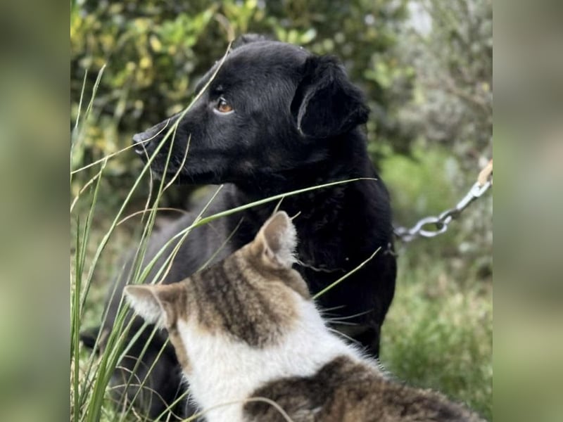 Lolica ein Engel auf Erden