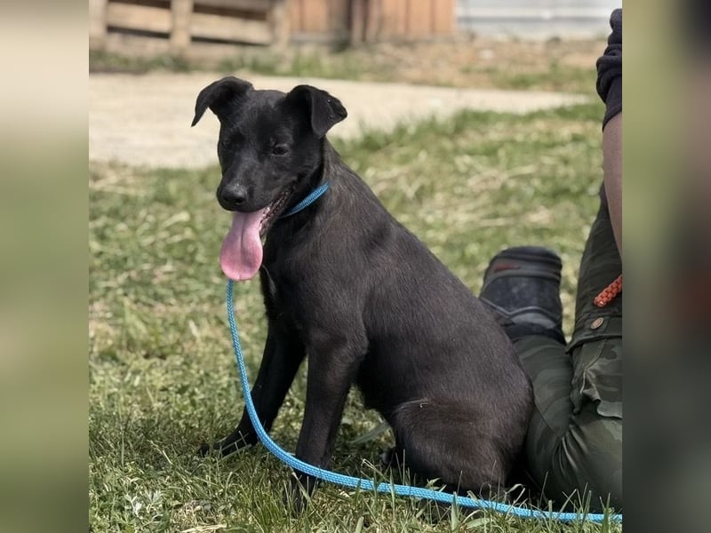 Boschko möchte nicht im Tierheim aufwachsen