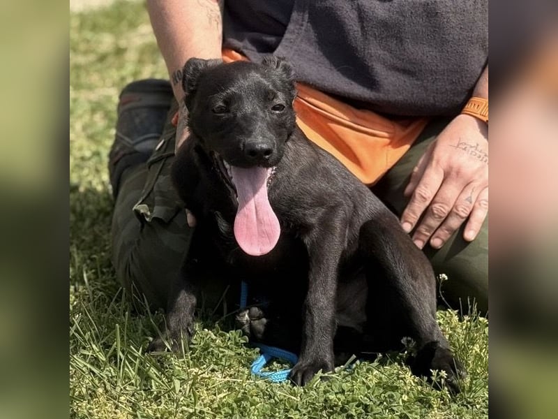 Boschko möchte nicht im Tierheim aufwachsen