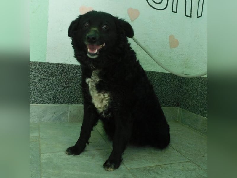 Erwachsene Hündin wartet hoffnungslos in Tierheim