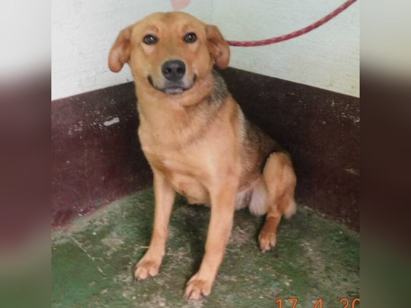 Hündin wartet sehnsüchtig auf ein Zuhause